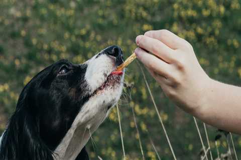 How Long Does CBD Oil Stay in Dogs System?