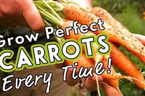 Grow Perfect Carrots Every Time! 🥕