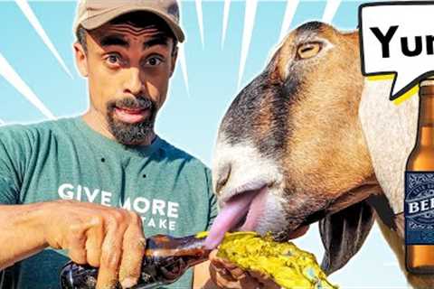 Goat''s REACTION to BEER (Dark Not Bud Light) + HOMESTEADING with a Goat System