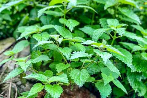 How to Cook Stinging Nettle