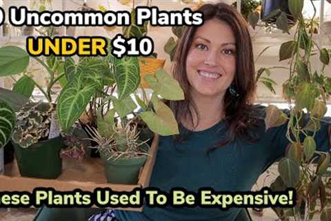 10 Uncommon Plants UNDER $10! Great To See Houseplants Becoming More Affordable!