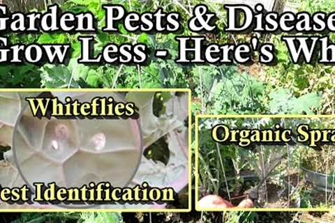 Managing Garden Pests & Diseases: Whiteflies ID & Treatment - ''Stop Growing So Much''..