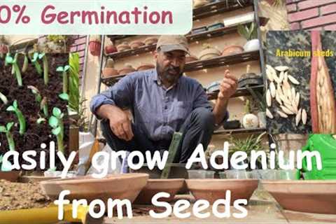 The Ultimate Adenium Desert Rose Growing Tutorial: Expert Tips and Tricks
