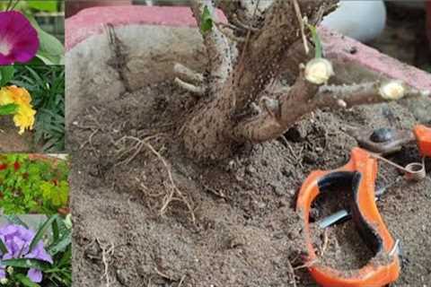 Bina Repot kiye Heavy Root bound plants ko kaise sambhale! Root Pruning and Fertilizing.