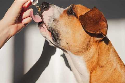 Does CBD Always Work for Dogs? A Comprehensive Guide