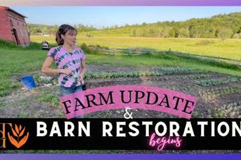 BARN RESTORATION BEGINS  // RAIN!! // CROPS // FARM LAYOUT AND UPKEEP
