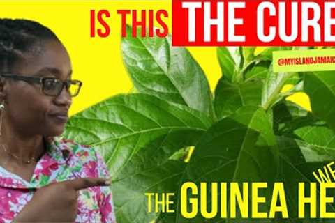 Its Anti-Cancer, Anti-Tumor, and Anti-inflammatory  (The KING of Herbs) 🌿 👆🏿 #GUINEAHEN  #ANAMU