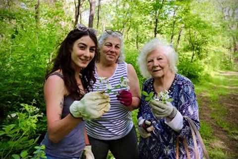 Did you know this about the Wild Rose!? Plant Medicine is all around!!