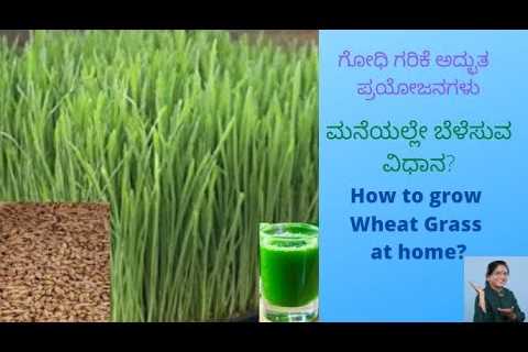 Wheat grass #farming #health #benefits #vitamins#nutrients #minerals #energy #rejuvenate#lifestyle