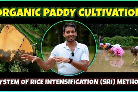 Regenerative Paddy Cultivation | Organic Rice Farming | System of Rice Intensification (SRI)
