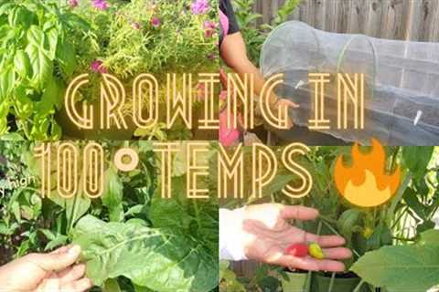 Gardening Vlog|| What''s growing  in 100° temps in Texas? Helen H