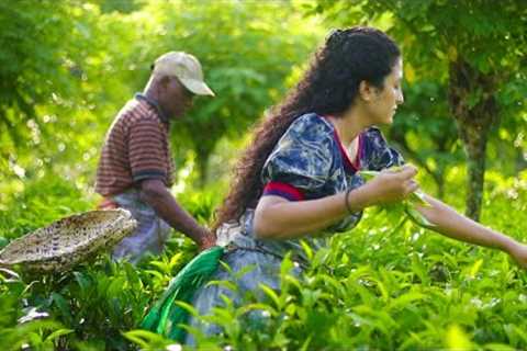 Ceylon Tea Recipe (Homemade Tea) | World Famous Sri Lankan Secret! | Poorna - The nature girl