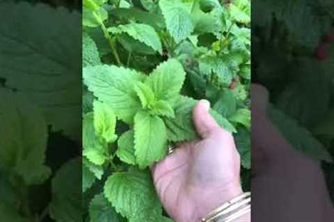 Herbology Series Lemonbalm