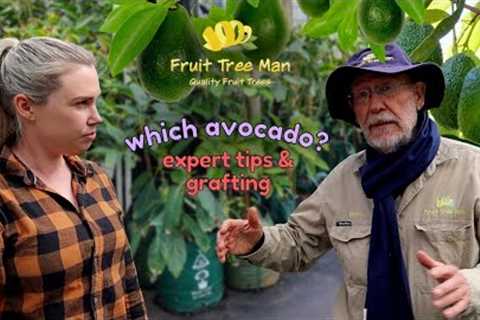 Choosing a dwarf AVOCADO TREE to buy - How I am getting both A & B Avocado varieties on ONE..