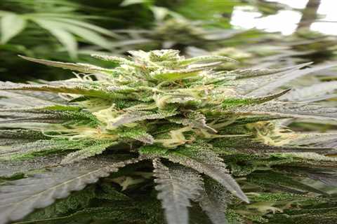Sour Diesel Cannabis Seeds Vs Silver Haze Cannabis Seeds: Get To Know Which Is Right For You?