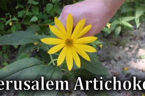 How to Identify Jerusalem Artichoke - Helianthus tuberosus
