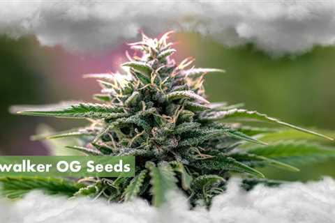 Kush Cannabis Seeds Vs Skywalker OG Cannabis Seeds: Which Is Best In 2023?