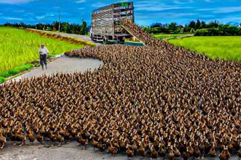 How to Raising Millions of Duck on Rice Field For  Meat - Free range Duck Farming Technique