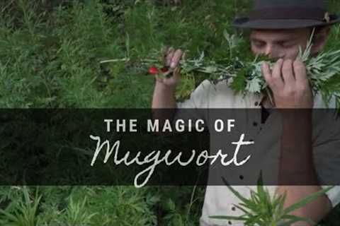 The Magic of Mugwort