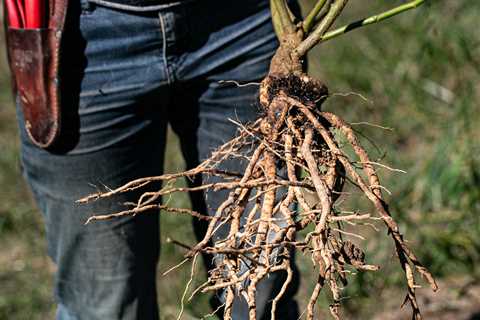 The Medicinal Benefits of Ashwagandha