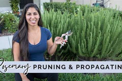 The Complete Guide to Pruning & Propagating Rosemary