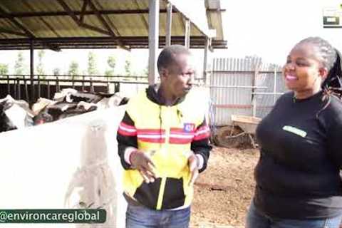 Thriving Dairy Farm in Kenya: Secrets of Success, Milk Production, and Sustainable Practices.