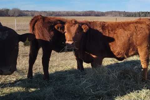 Spreading manure, and building soil. How we feed hay to maximize our fertility.