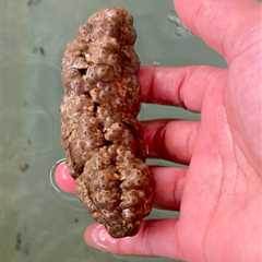 Sea Cucumber That Looks Like Dog Poo Could Hold Key to Fighting Cancer, Study Suggests