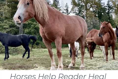 Horses Help Reader Heal Stubborn Mouth Ulcers
