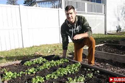 Even In Winter We Grow Our Own Salad Mix! Here''s What We''re Growing!