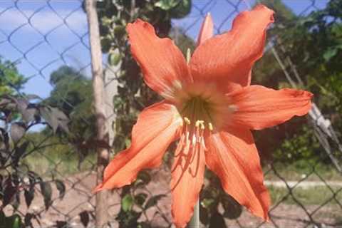 The Striped Barbados Lily Are Flowering In The Garden! | Growing Striped Barbados Lily