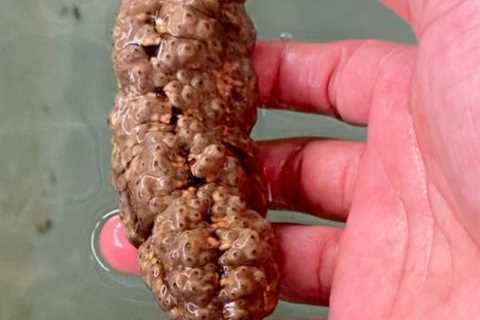 Sea Cucumber That Looks Like Dog Poo Could Hold Key to Fighting Cancer, Study Suggests