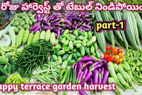 Massive Harvesting Of Organic Vegetable From My Rooftop Terrace Garden |Grow Food