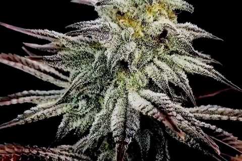 GREASY HOOKER 🤑🤑  #Cannaland #CannabisCommunity #Autoflowers #Cannabis…