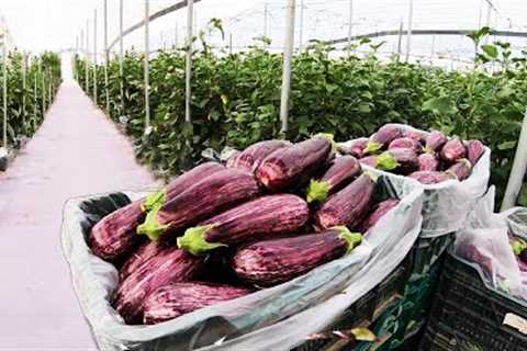 How To Grow 98 Millions Of  Eggplant in Greenhouse - Modern Greenhouse Agriculture Technology