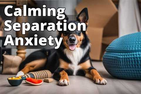 Effective Ways to Help Dogs with Separation Anxiety: A Pet Owner’s Manual