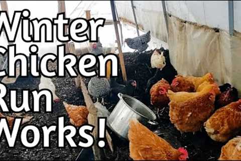 Chickens in Winter?  YES!