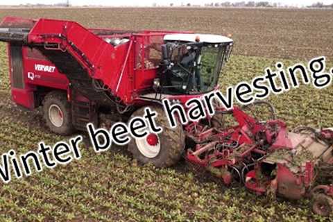 4Kᵁᴴᴰ Harvest 2024: Forrest Farm''s Vervaet Q-616 sugar beet harvester in Little Stonham, Suffolk.