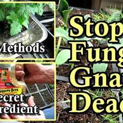 Kill Fungus Gnats in Your Seed Starts, Transplants, Greenhouse, and House Plants: All the Steps!