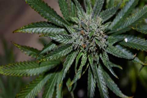 Is cbd part of hemp?