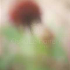 Aesthetic Nature II (Soft Red Flower)