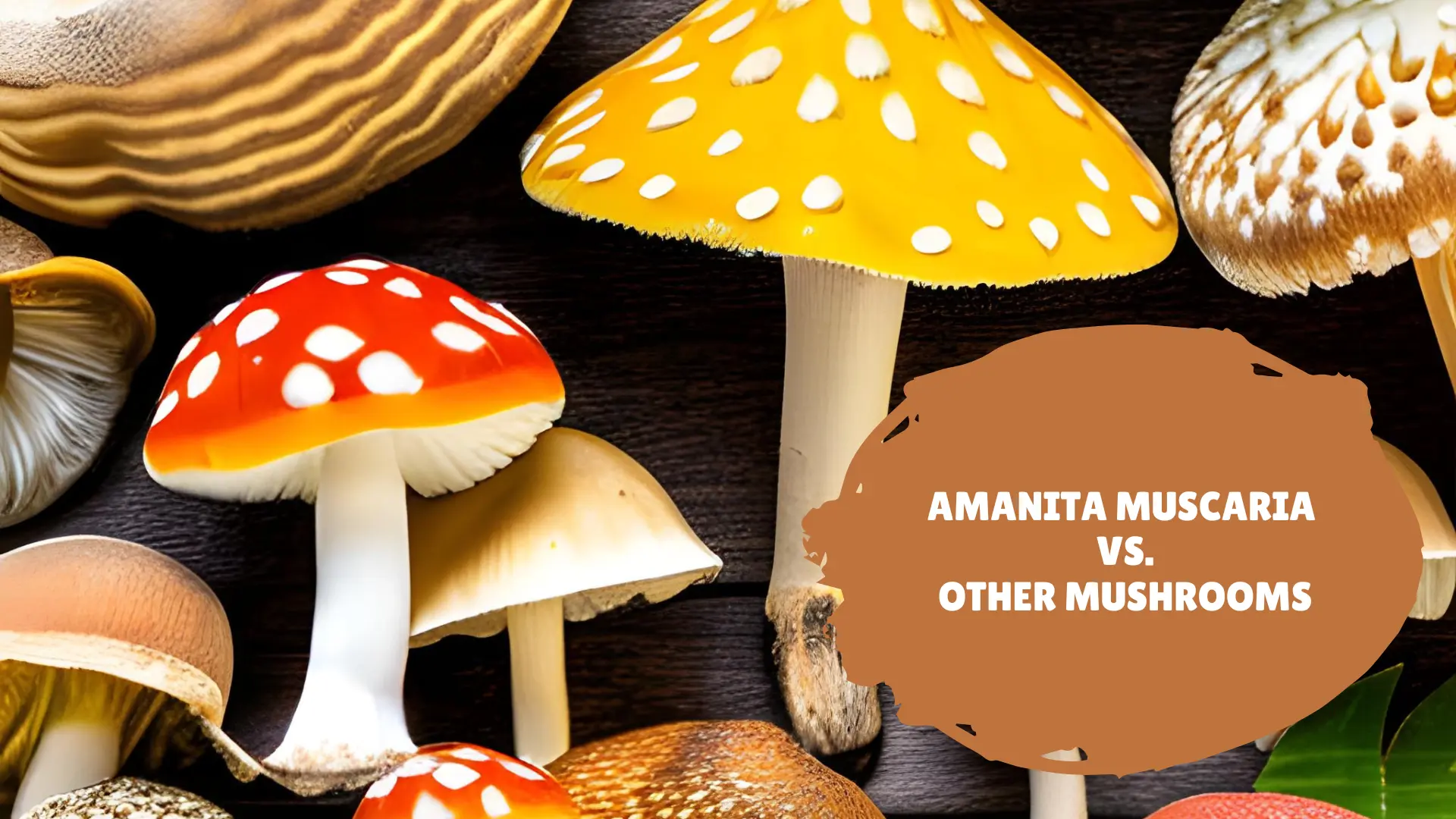 DELTA 8 THC Vs Amanita Mushroom: Get The Main Difference In 2023