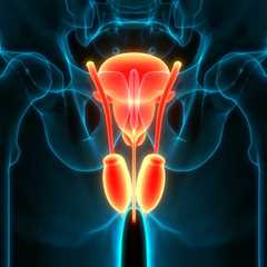 Does Ejaculation Frequency Influence Prostate Cancer Risk?