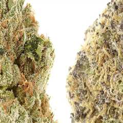What feels better indica or sativa?