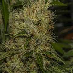 What does sour diesel help with?