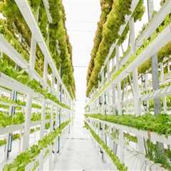 What is the most profitable hydroponic crop to grow?