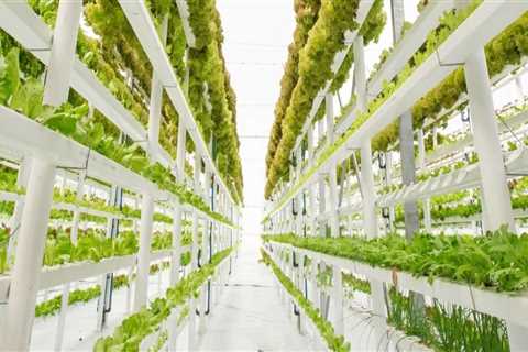 What is the most profitable hydroponic crop to grow?