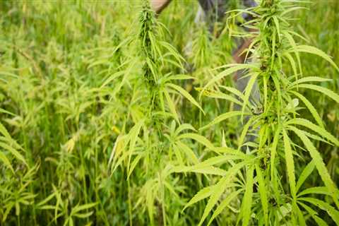 Is growing hemp a profitable business?