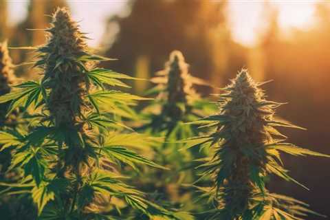 Top Feminized Options for Cannabis Breeders