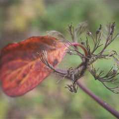 The Colors of Transition XXIV: Nature’s Eternal Pause Between Life and Decay